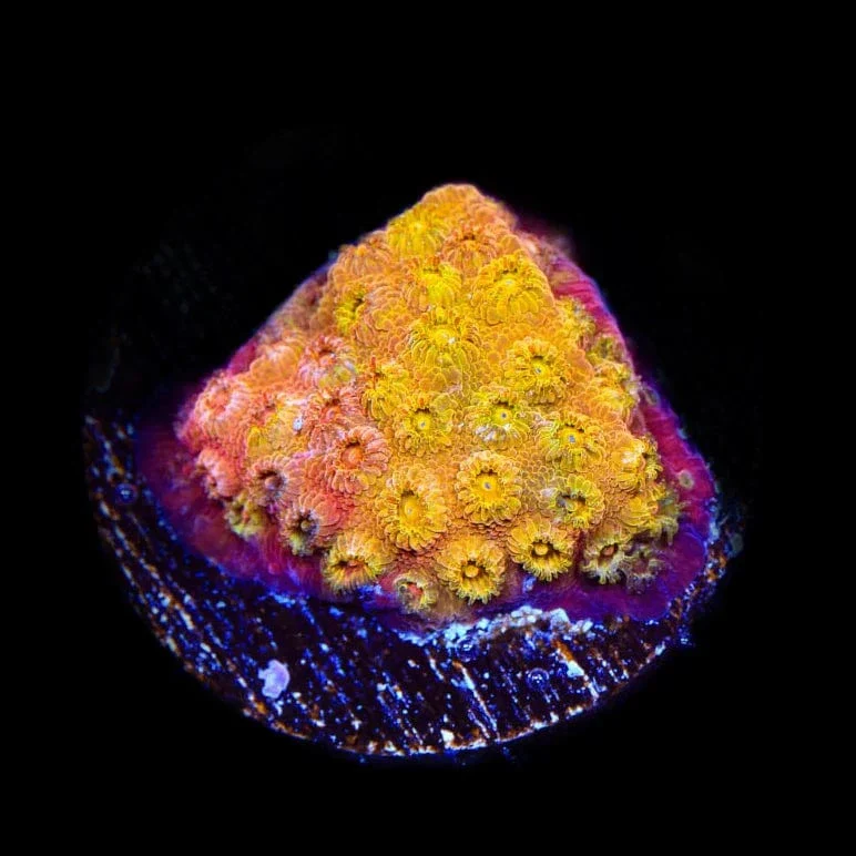 24k Gold Cyphastrea Coral - Image 3