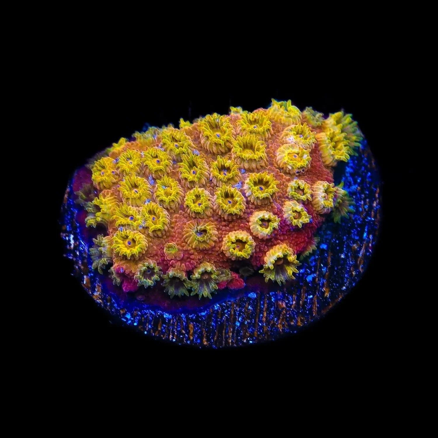 24k Gold Cyphastrea Coral - Image 4