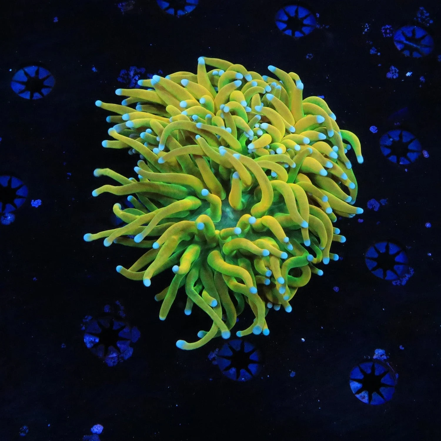 Banana Boat Torch Coral - Image 3