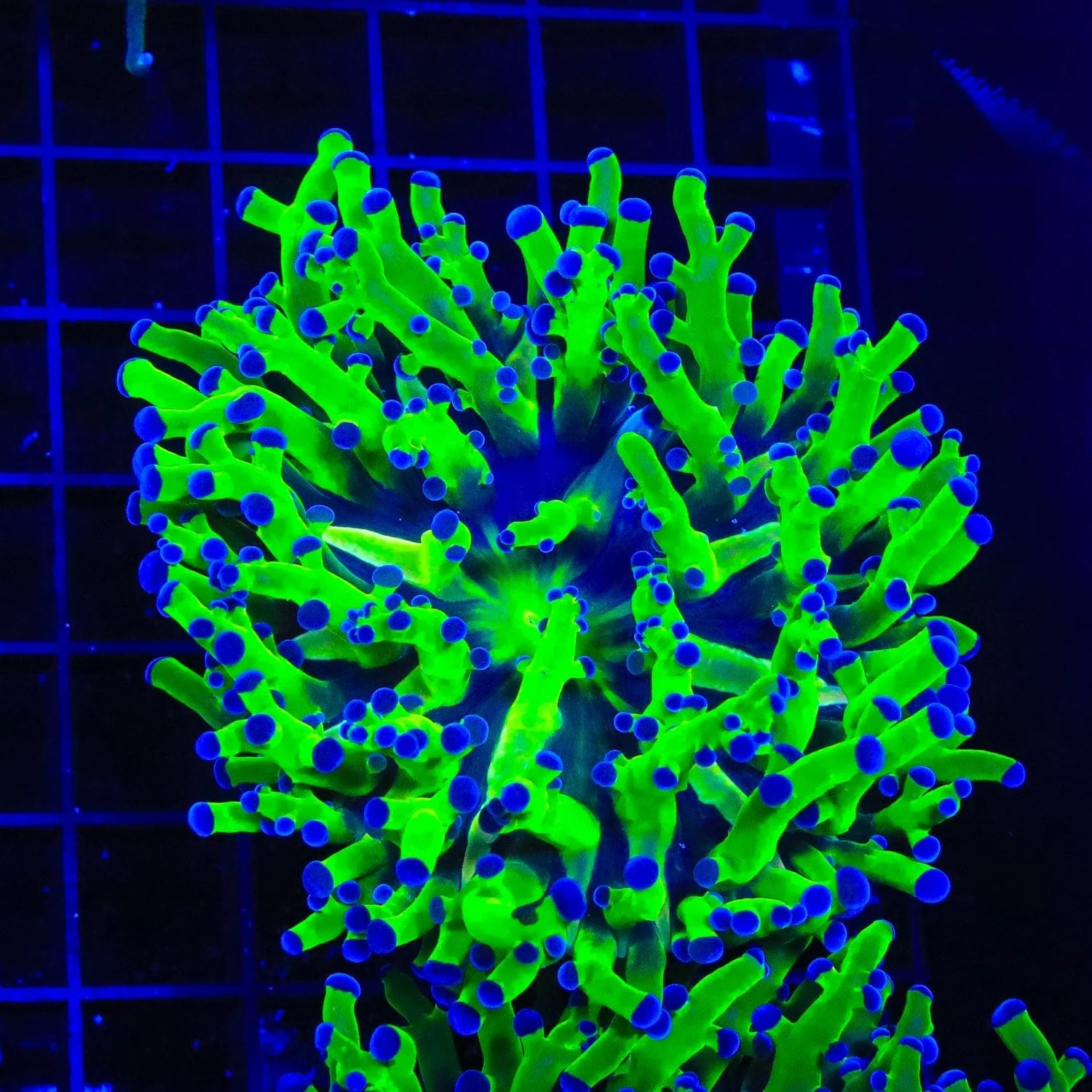 Bicolor Frogspawn Coral - Image 4