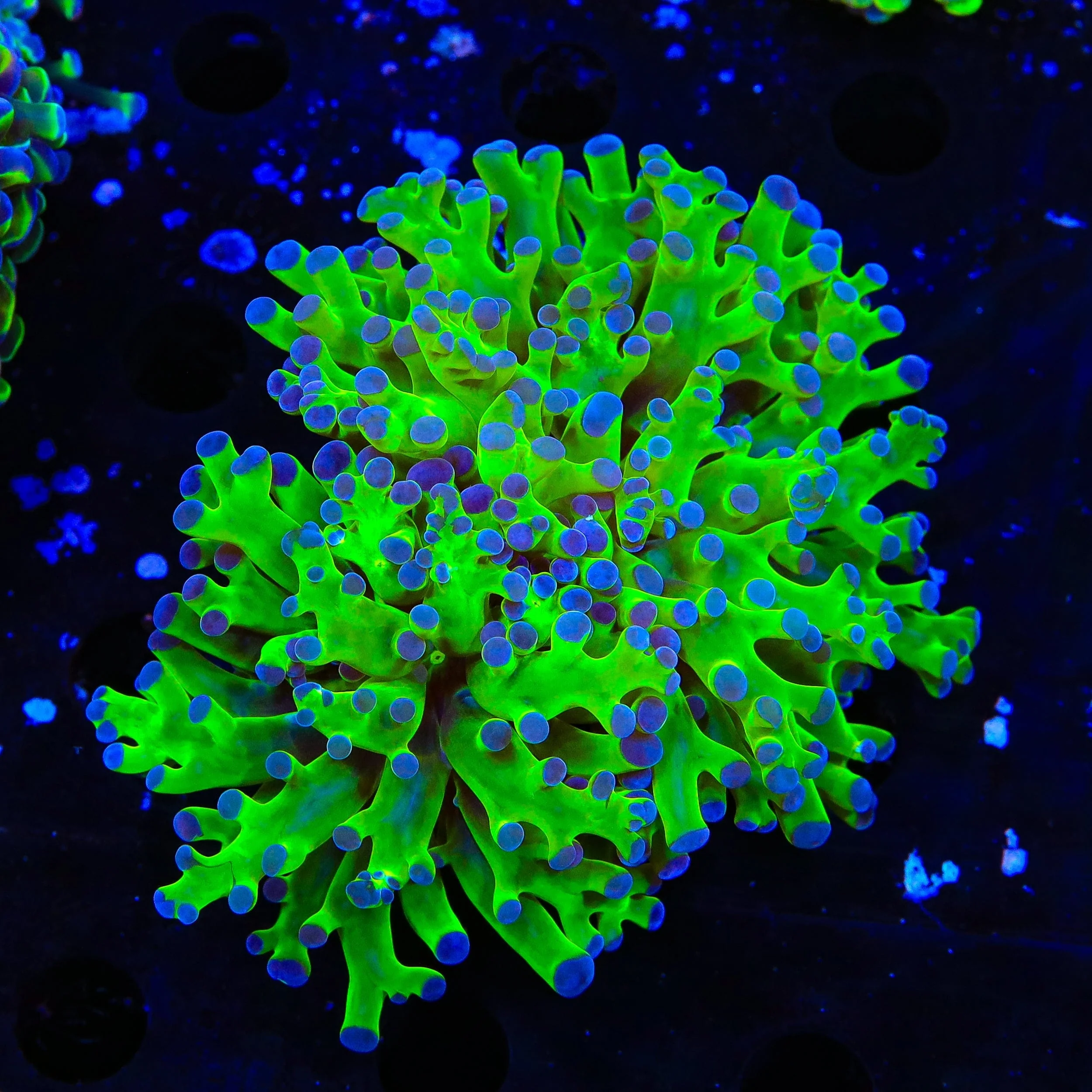 Bicolor Frogspawn Coral - Image 3