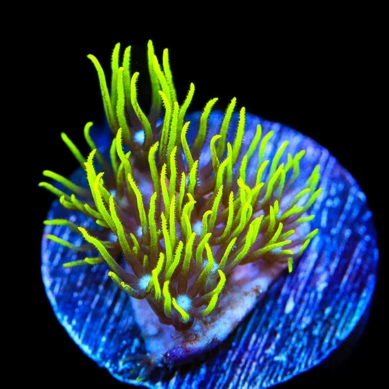 Blue Eye Green Star Polyps Coral - Image 3
