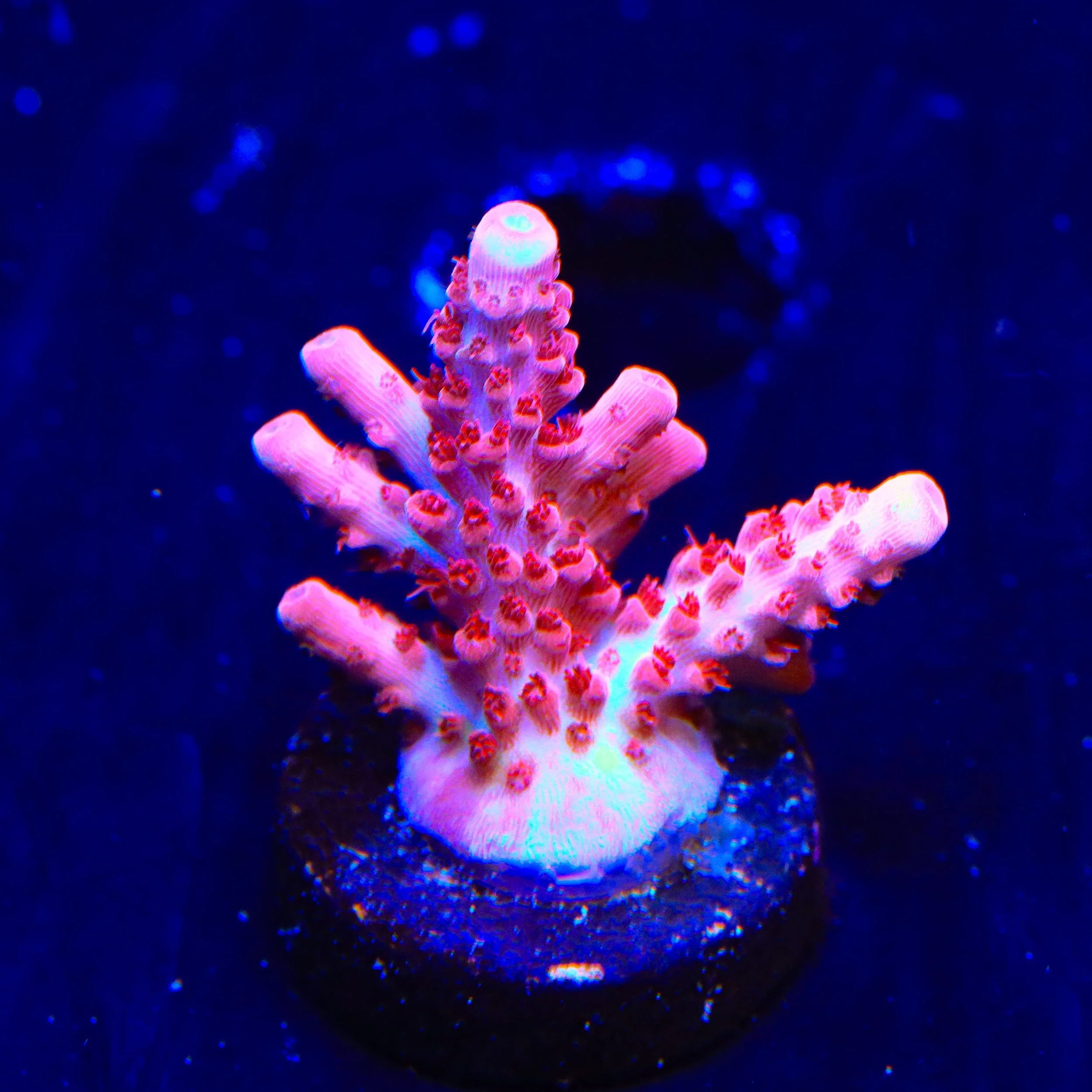 Coral Frags for Sale