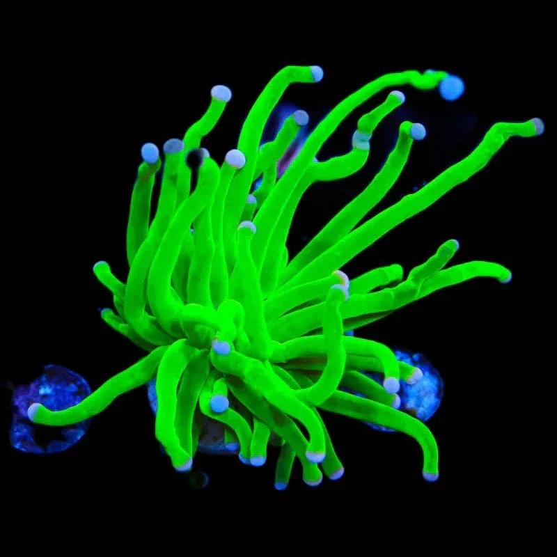 Cotton Candy Torch Coral - Image 3