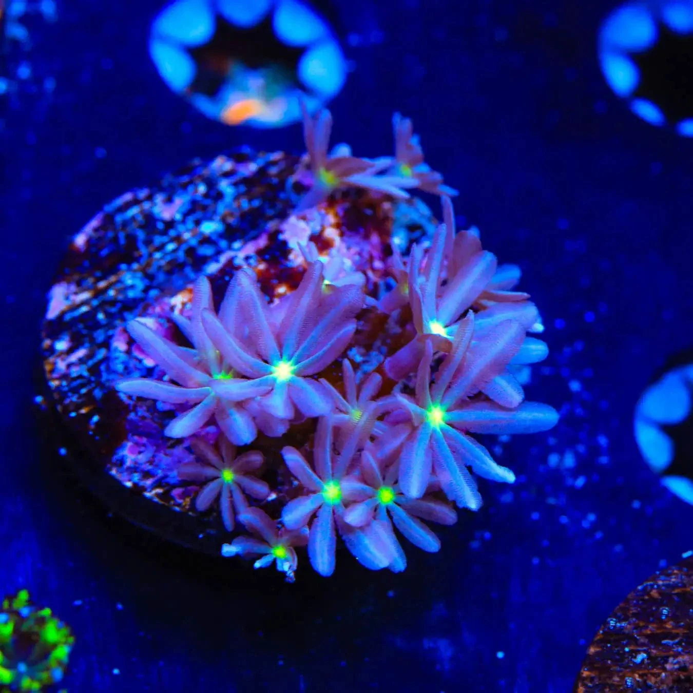 Daisy Polyps Coral - Image 3