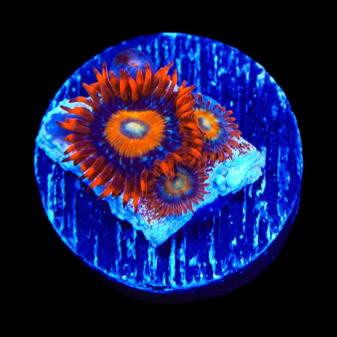 ECC Shatterfield Zoanthids Coral - Image 3