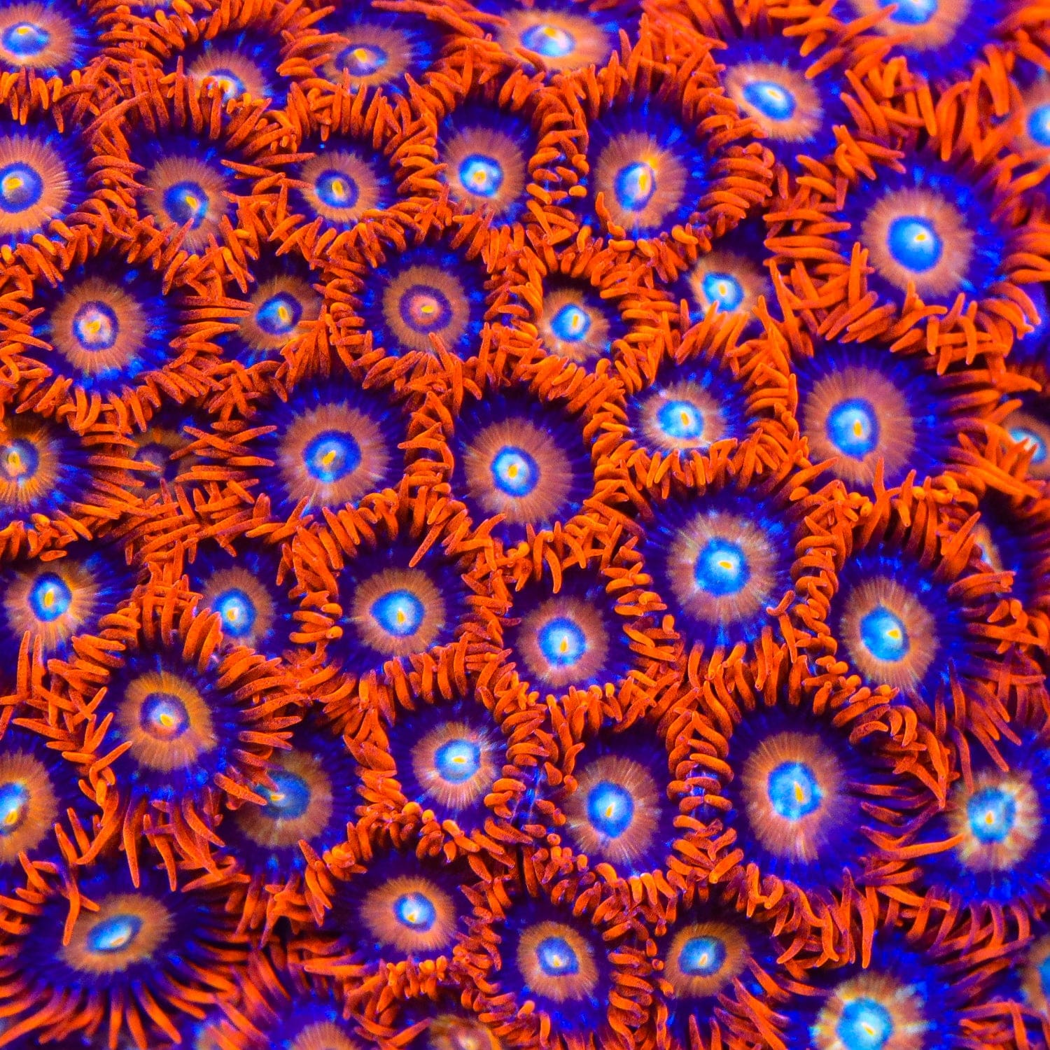 ECC Shatterfield Zoanthids Coral - Image 5