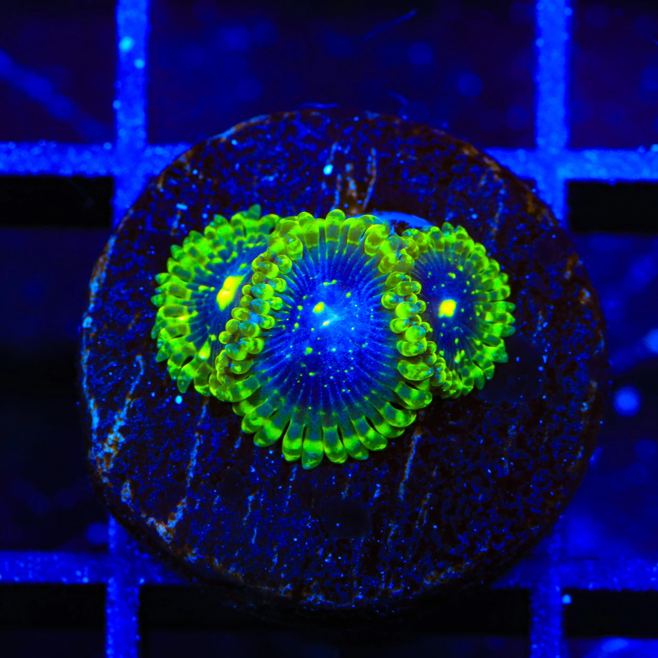 Exosphere Zoanthids Coral - Image 3