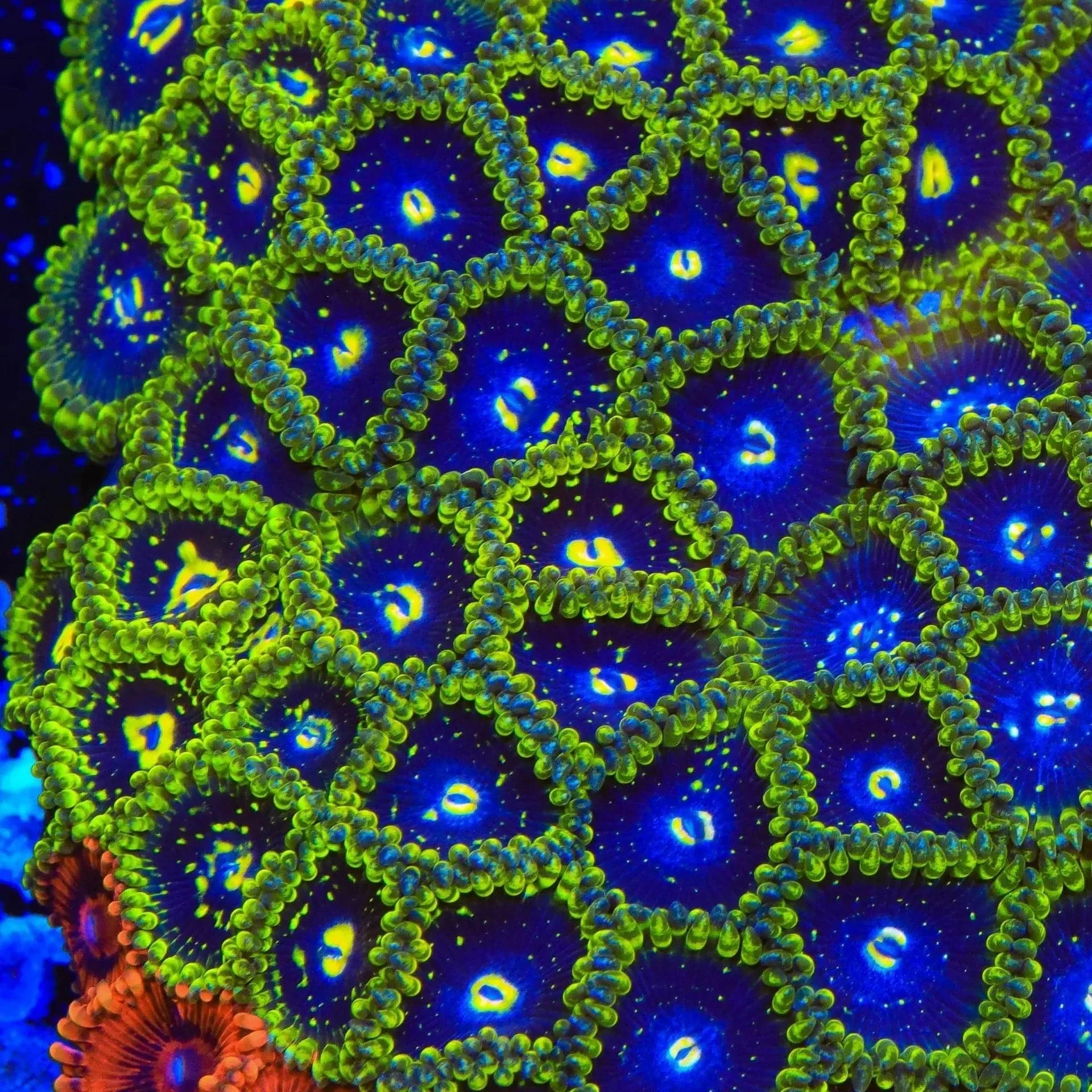 Exosphere Zoanthids Coral - Image 4