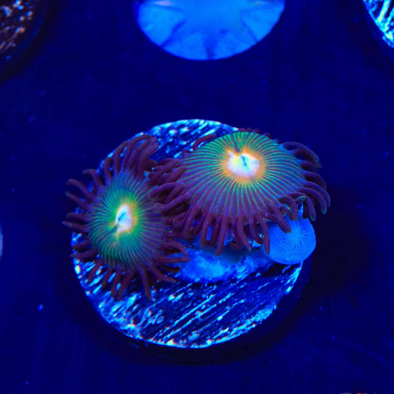 Gorilla Nipple Zoanthids Coral - Image 3