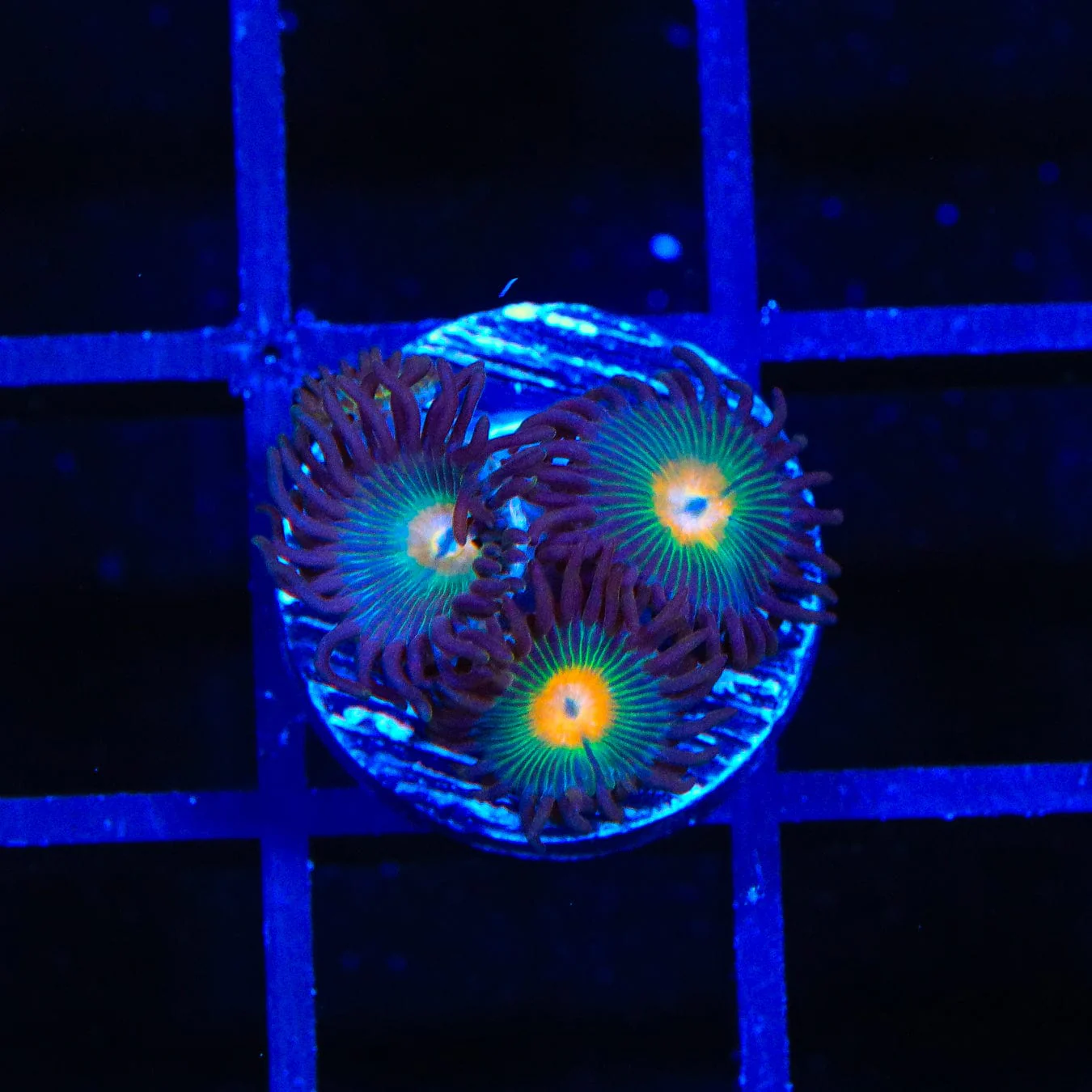 Gorilla Nipple Zoanthids Coral - Image 4