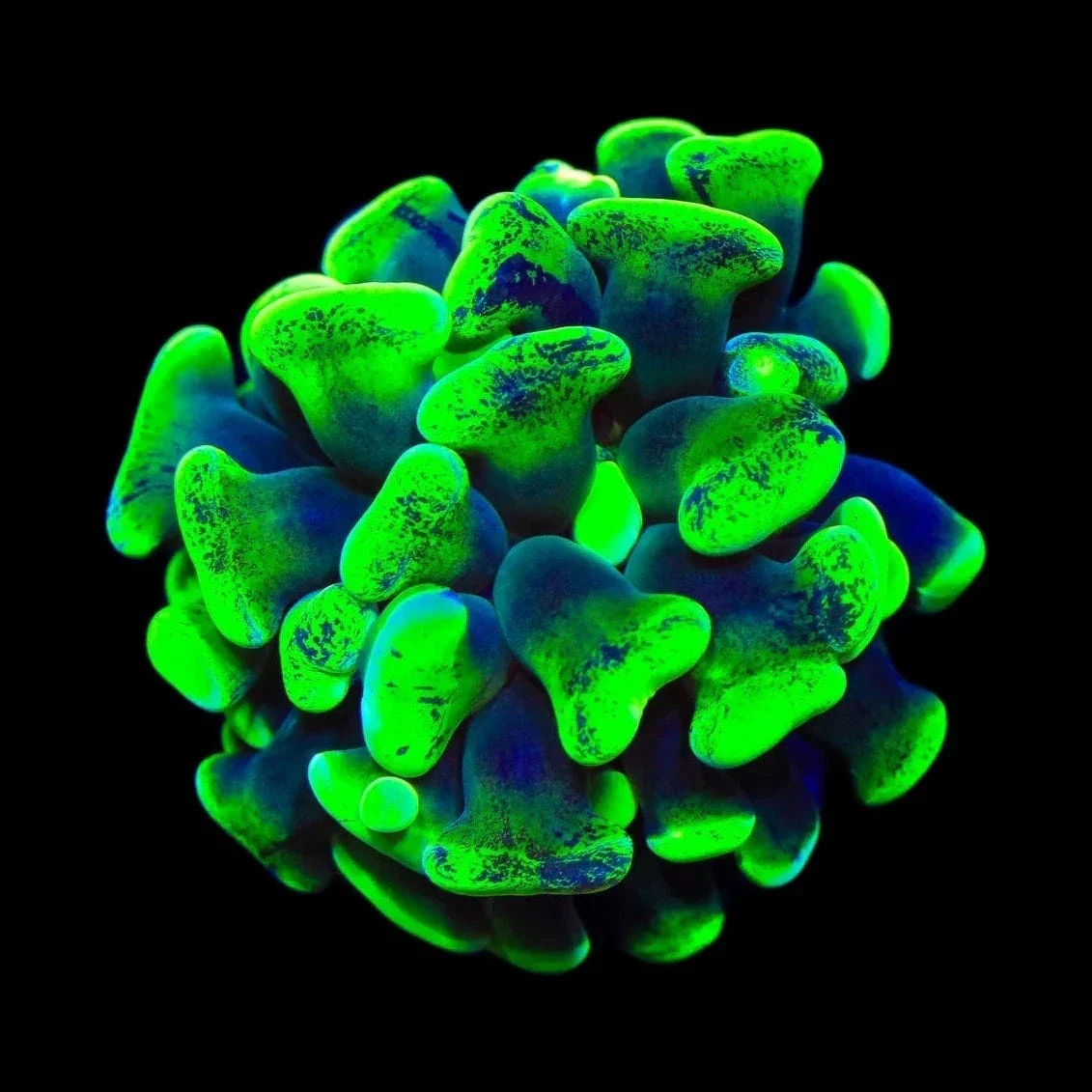 Green Splatter Hammer Coral - Image 3