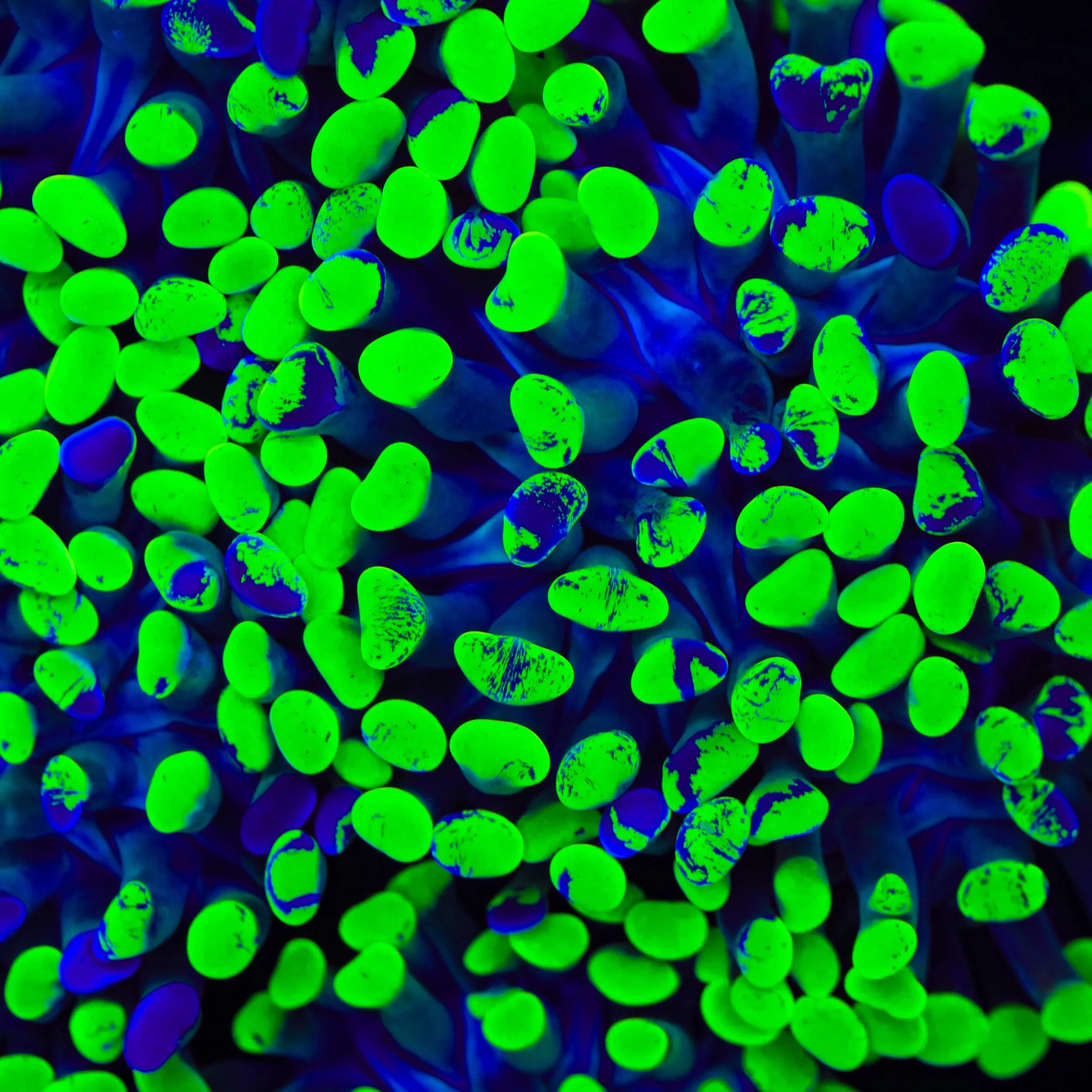 Green Splatter Hammer Coral - Image 4
