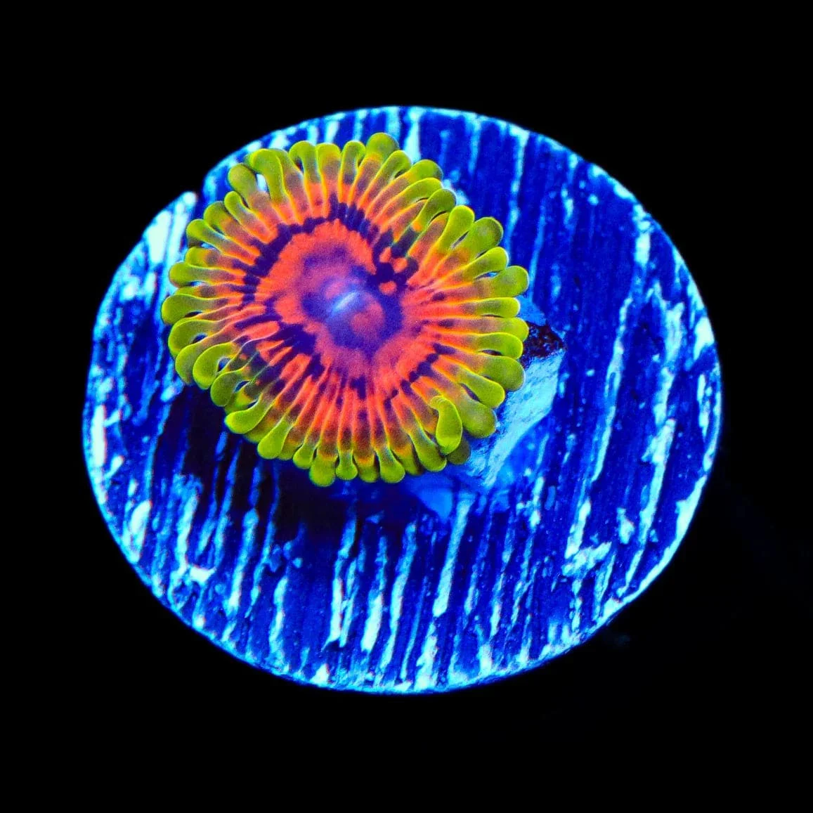 Hallucination Zoanthids Coral - Image 3