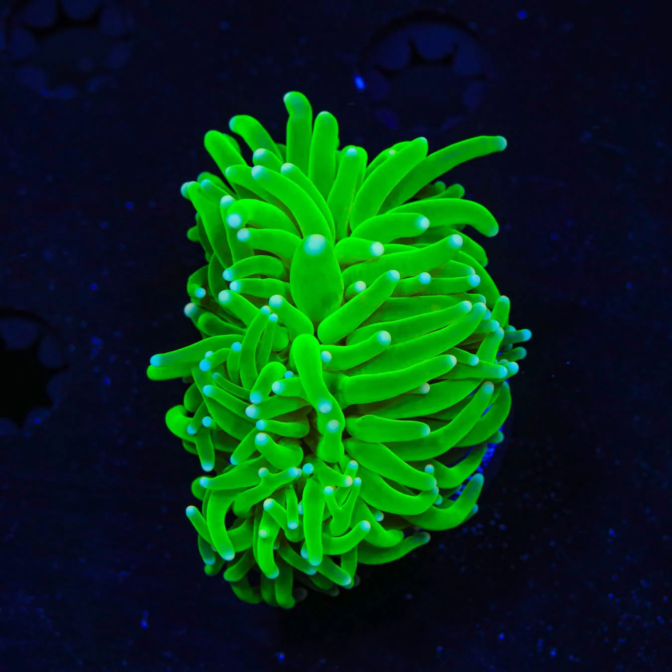 Hulk Torch Coral - Image 3