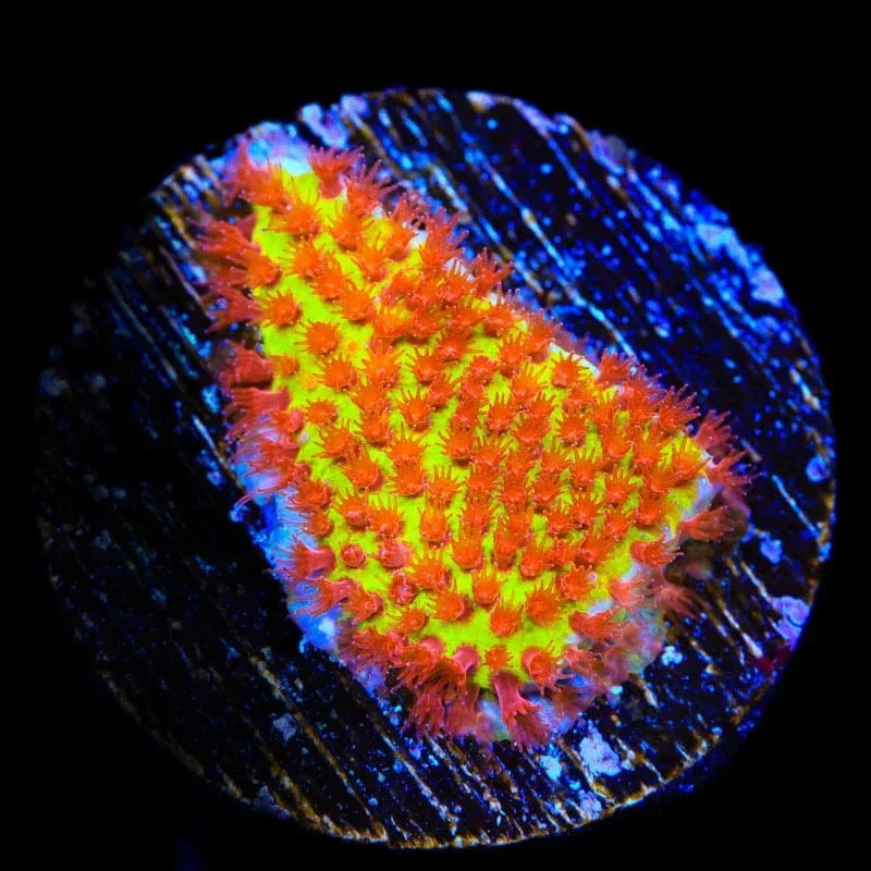 JF Burning Banana Stylocoeniella Coral - Image 3