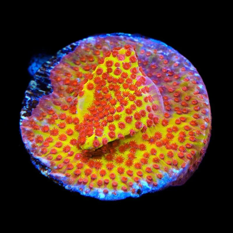 JF Burning Banana Stylocoeniella Coral - Image 4