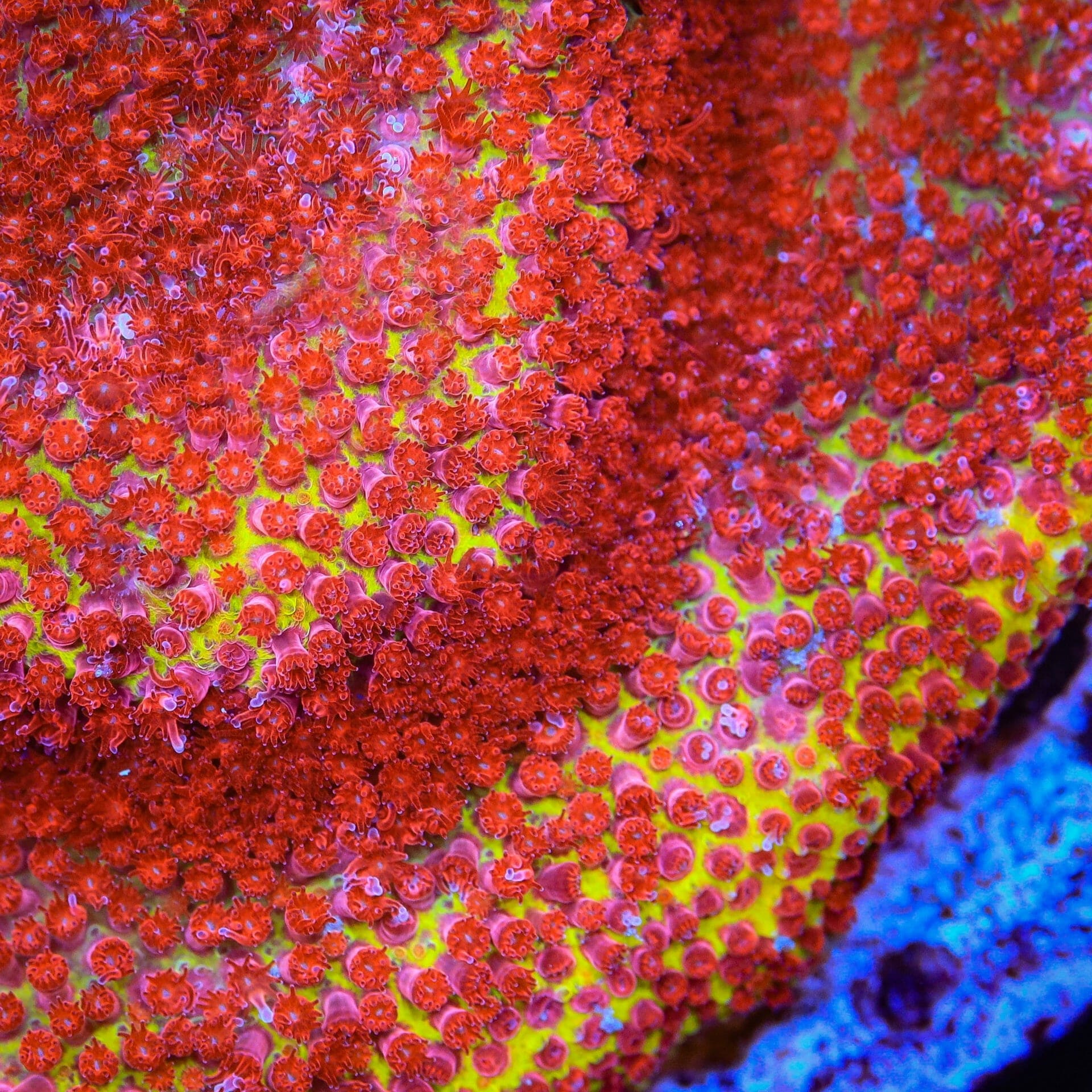 JF Burning Banana Stylocoeniella Coral - Image 6