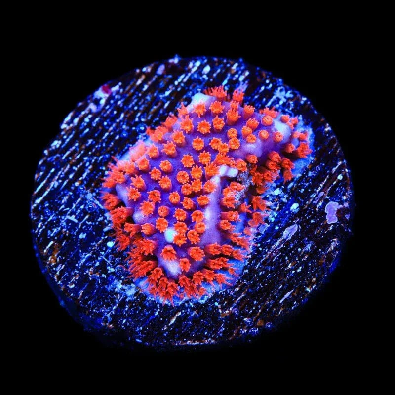 JF Superman Stylocoeniella Coral - Image 3