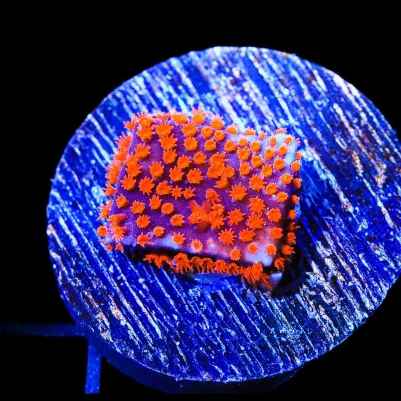 JF Superman Stylocoeniella Coral - Image 4