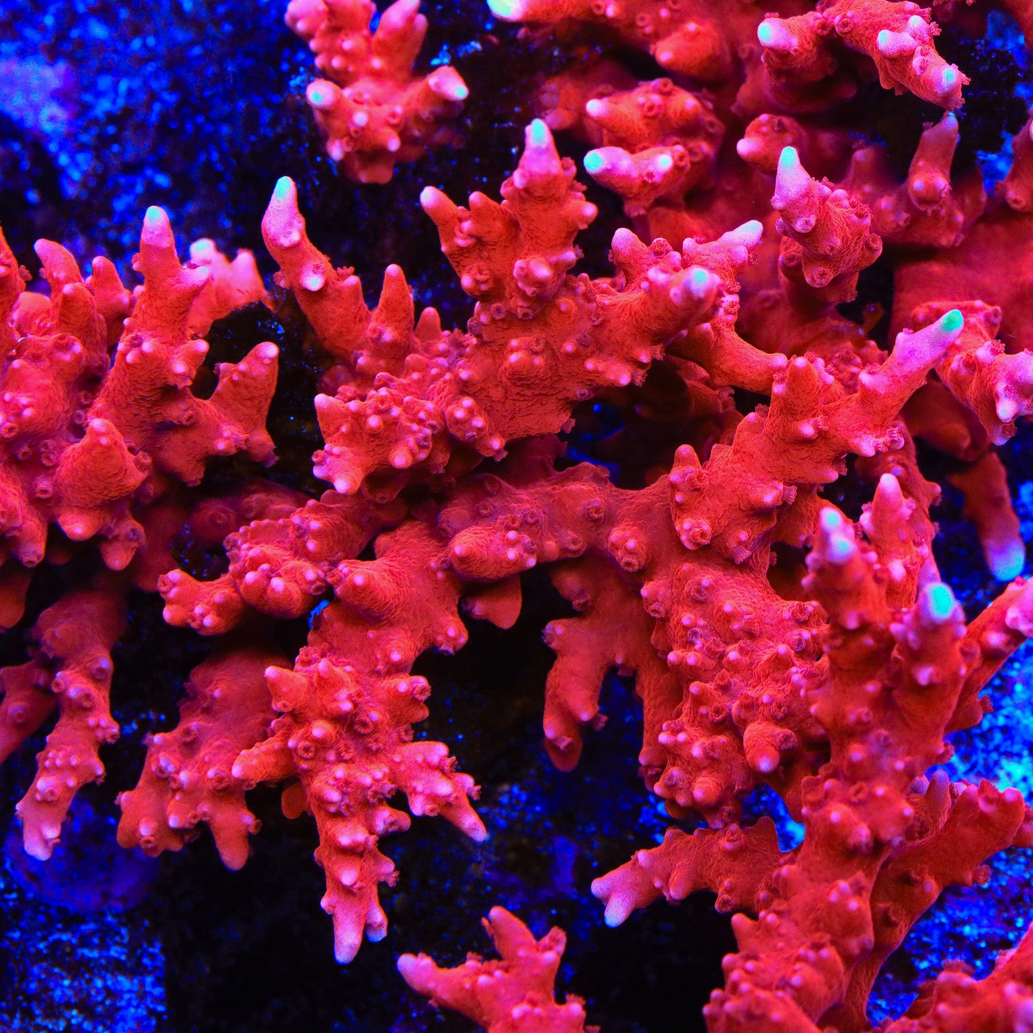 JF TNT Anacropora Coral - Image 4