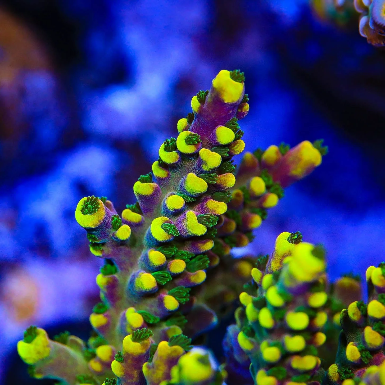 Lunar Lemonade Acropora Coral - Image 3