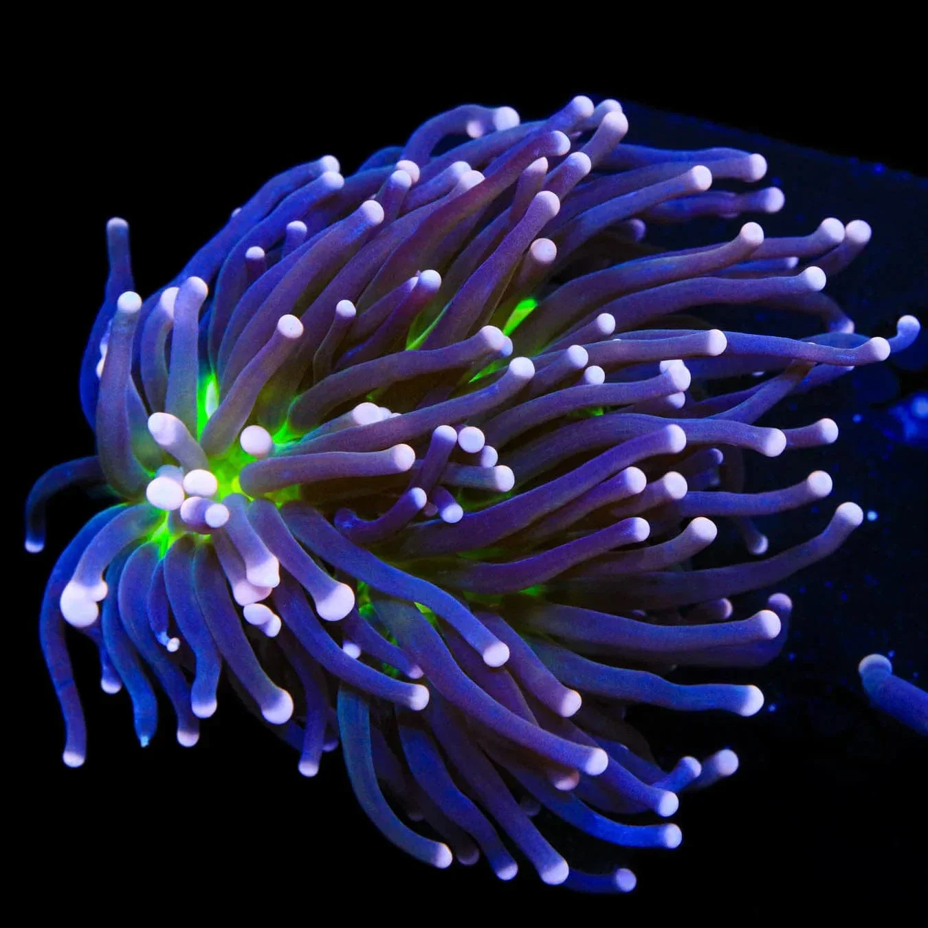 Malaysian Miami Torch Coral - Image 3