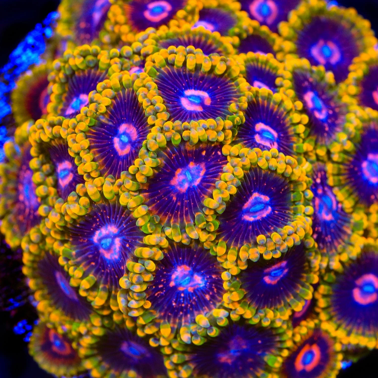 Mind Trick Zoanthids Coral - Image 3