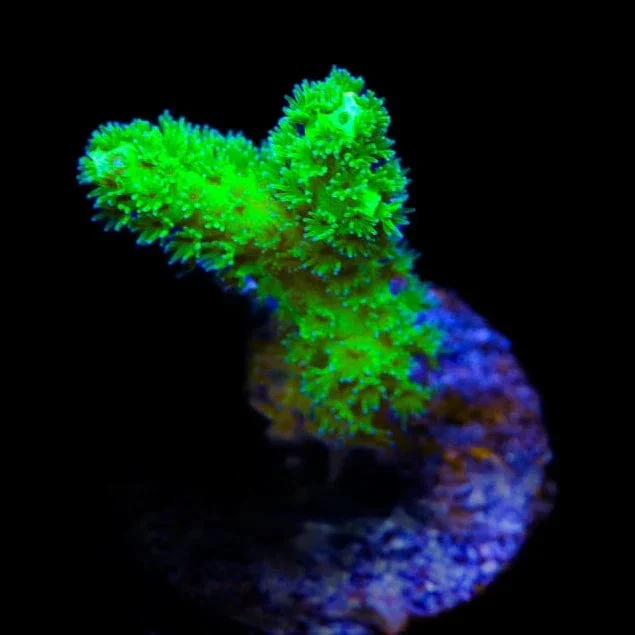Neon Green Pocillopora Coral - Image 3