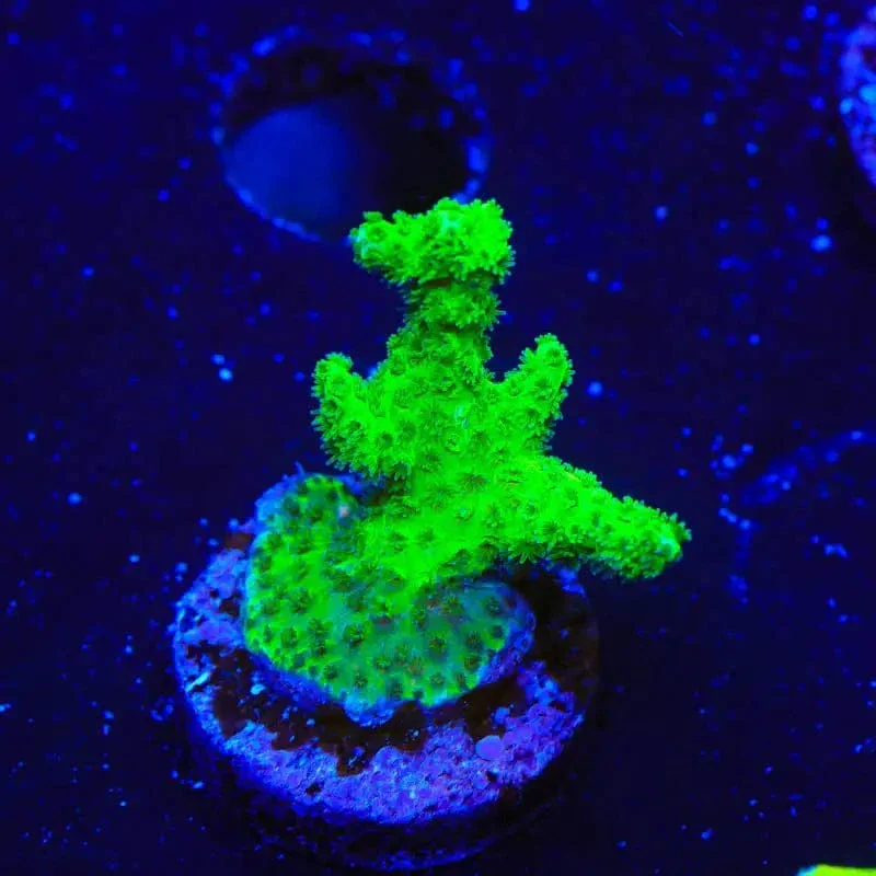 Neon Green Pocillopora Coral - Image 4