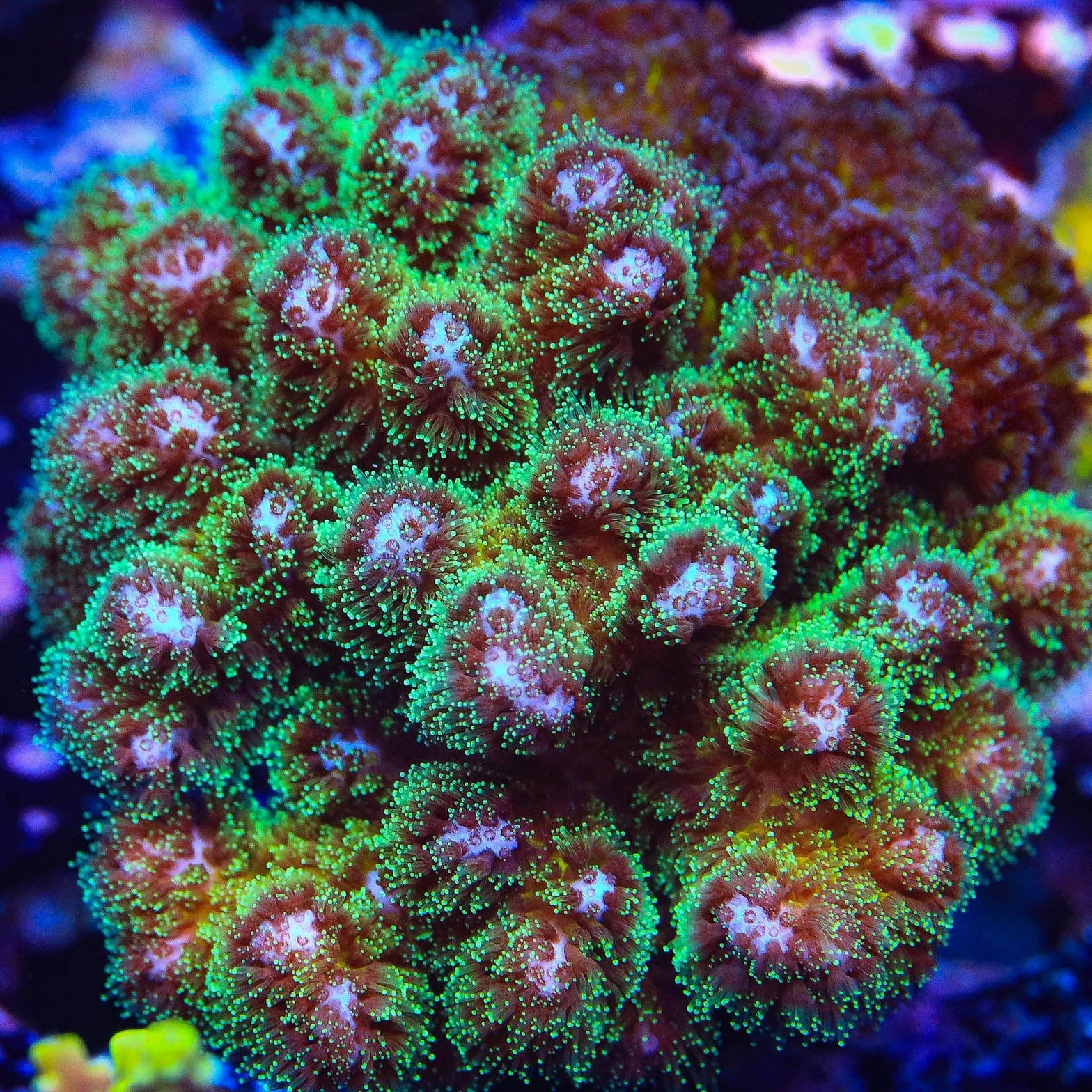 Neon Green Pocillopora Coral - Image 5