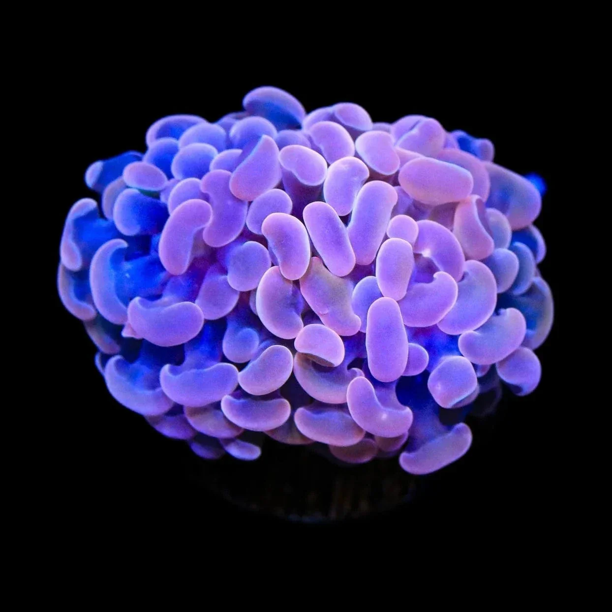 Pink Hammer Coral - Image 3