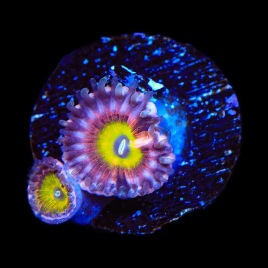Pink Hippo Zoanthids Coral - Image 3