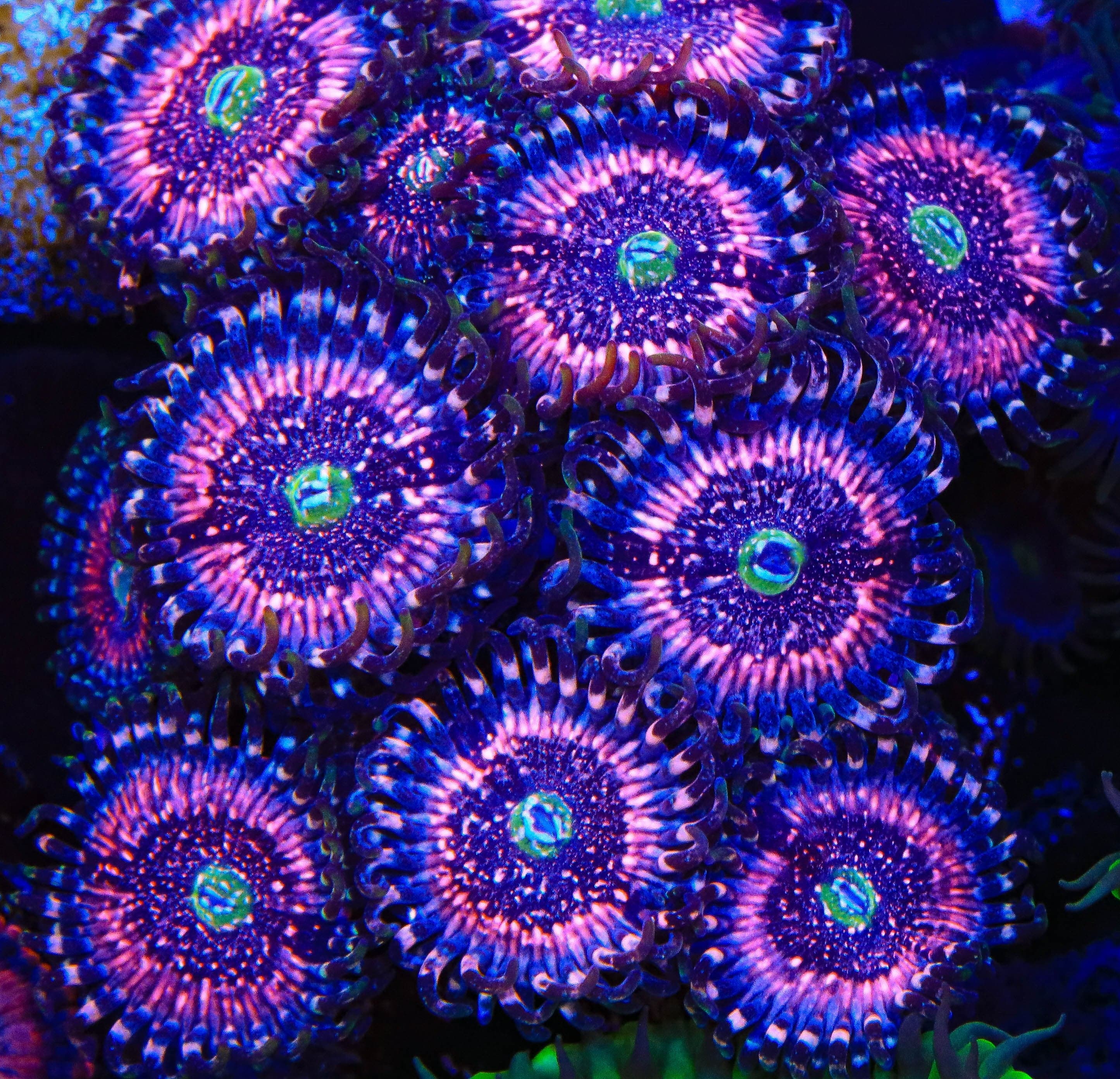 Pink Zipper Zoanthids Coral - Image 3