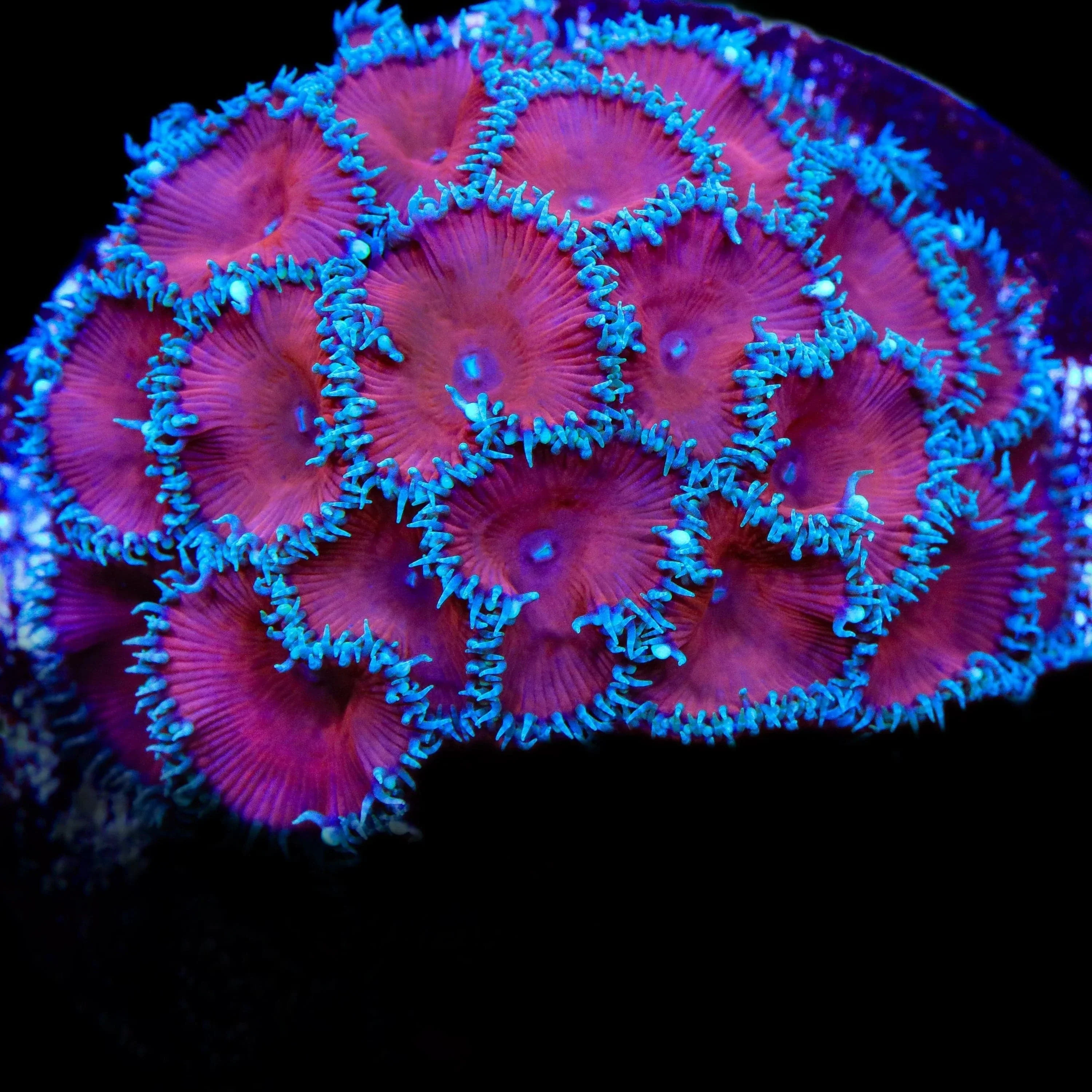 Red Death Palythoa Coral - Image 3