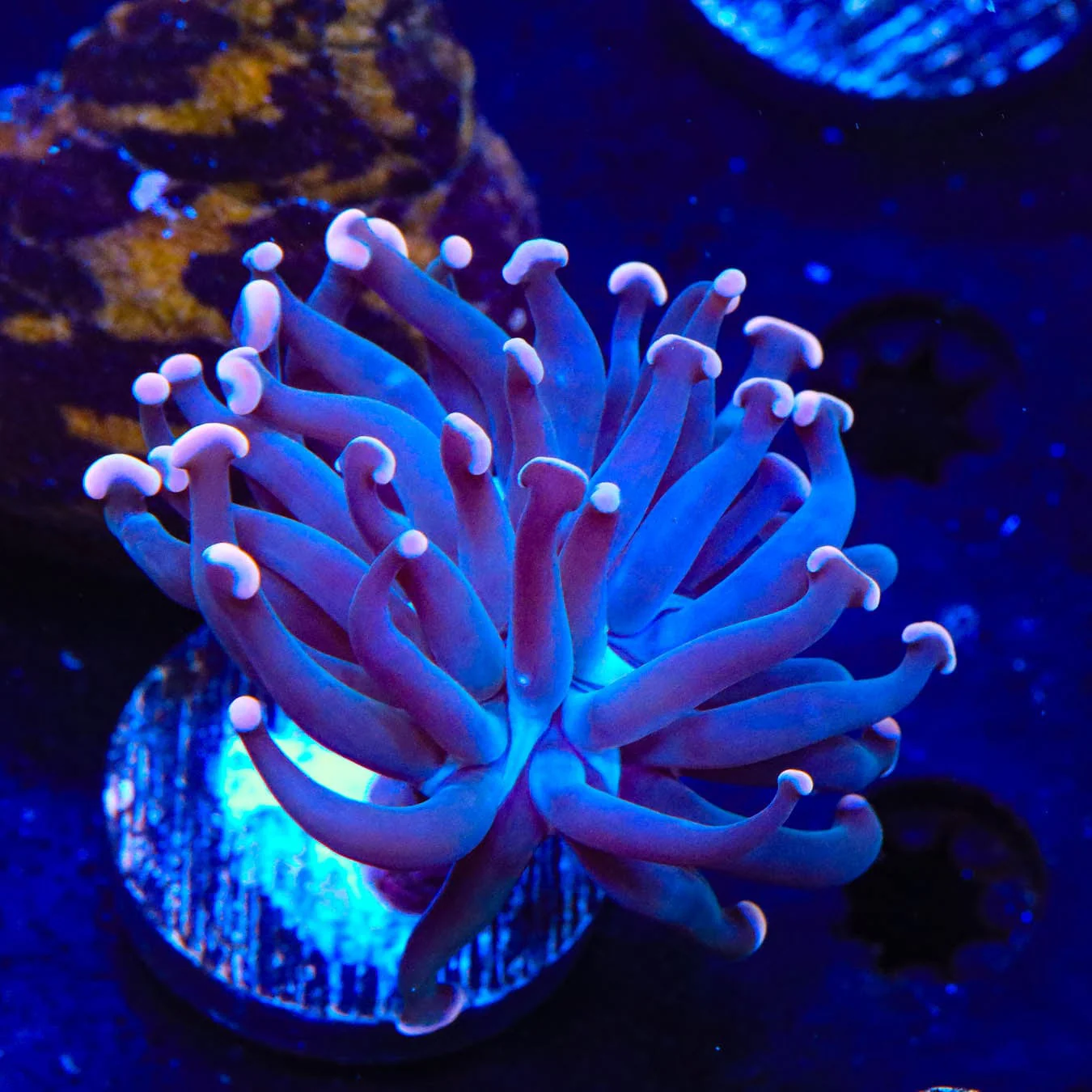 Sweet Treat Hammer Coral - Image 3