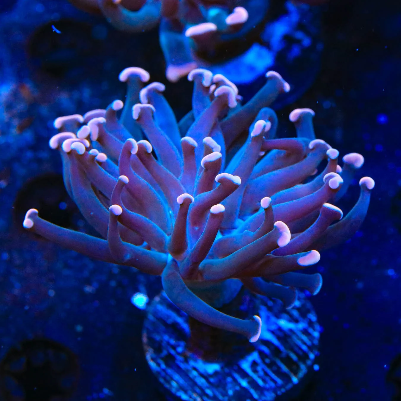 Sweet Treat Hammer Coral - Image 4