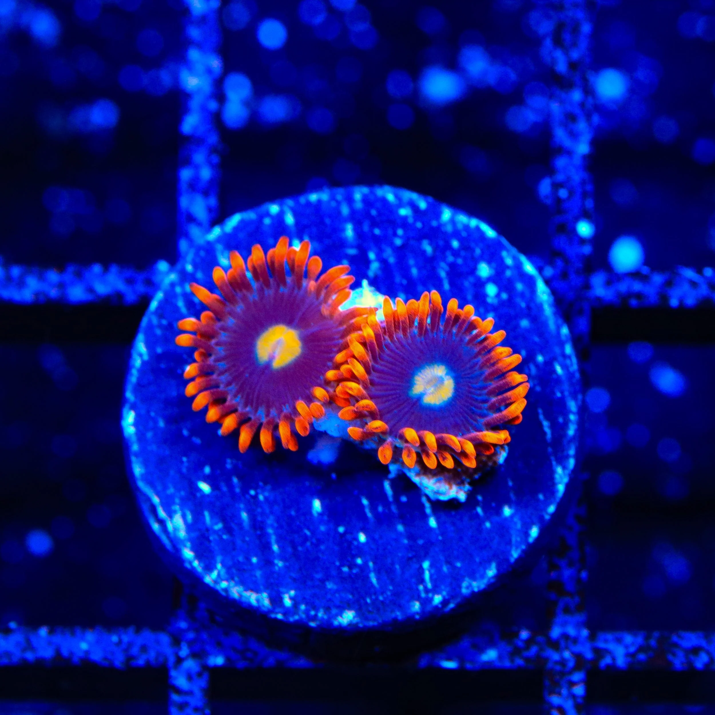 Time Warp Zoanthids Coral - Image 3