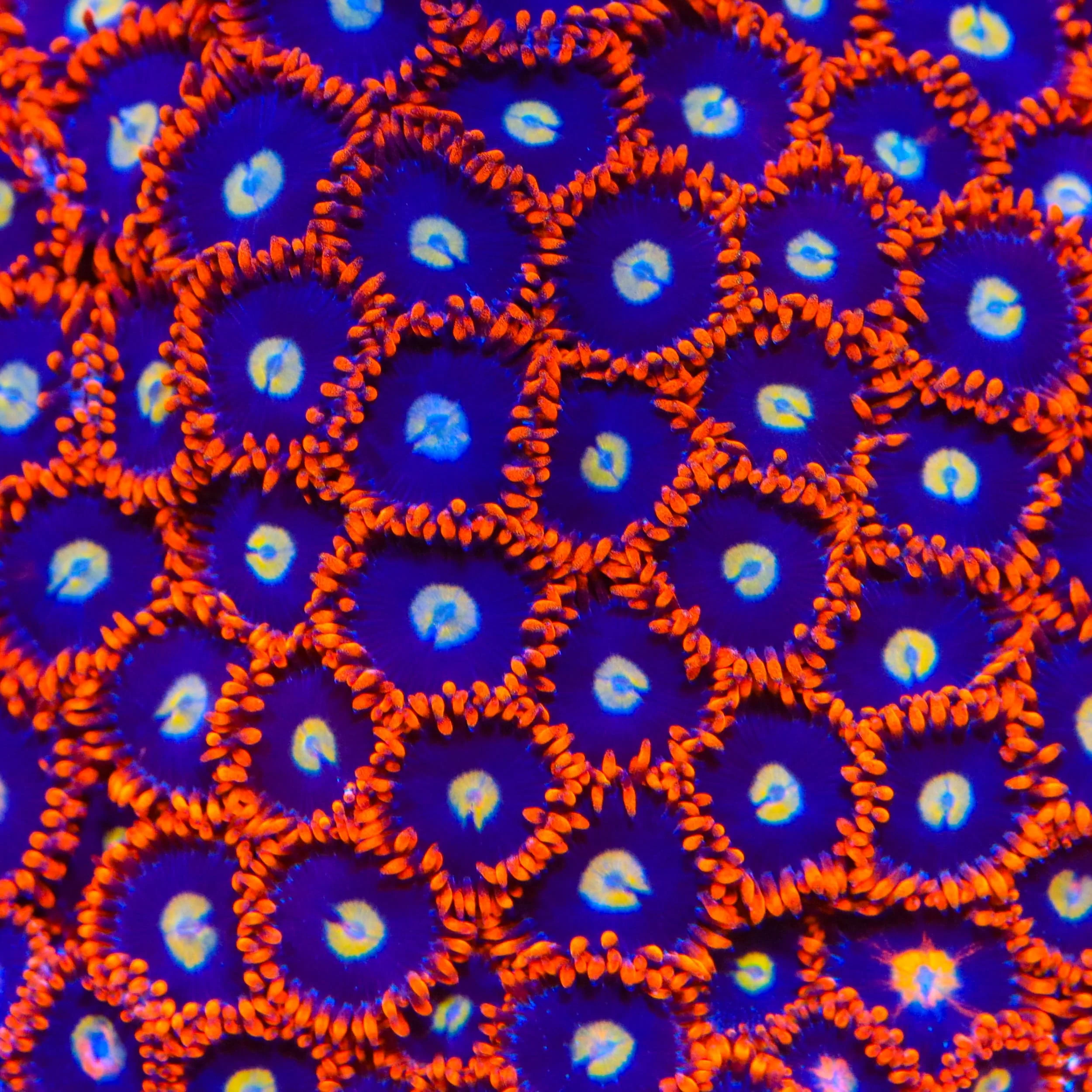 Time Warp Zoanthids Coral - Image 4