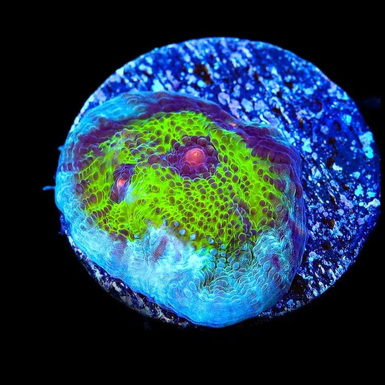 TSA Avatar Chalice Coral - Image 3