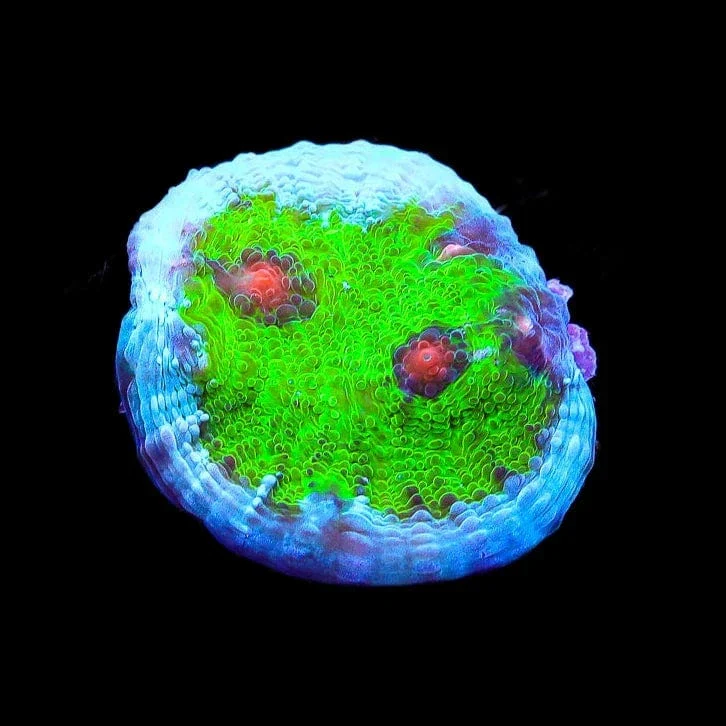 TSA Avatar Chalice Coral - Image 4