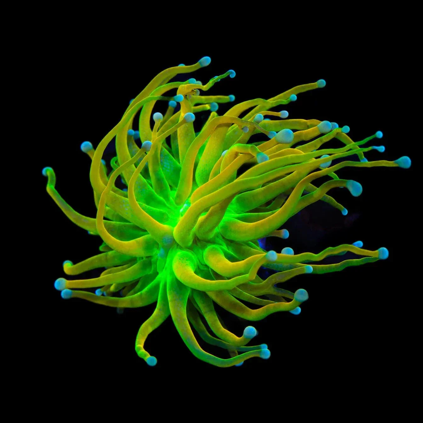 TSA Baby Grail Torch Coral - Image 3