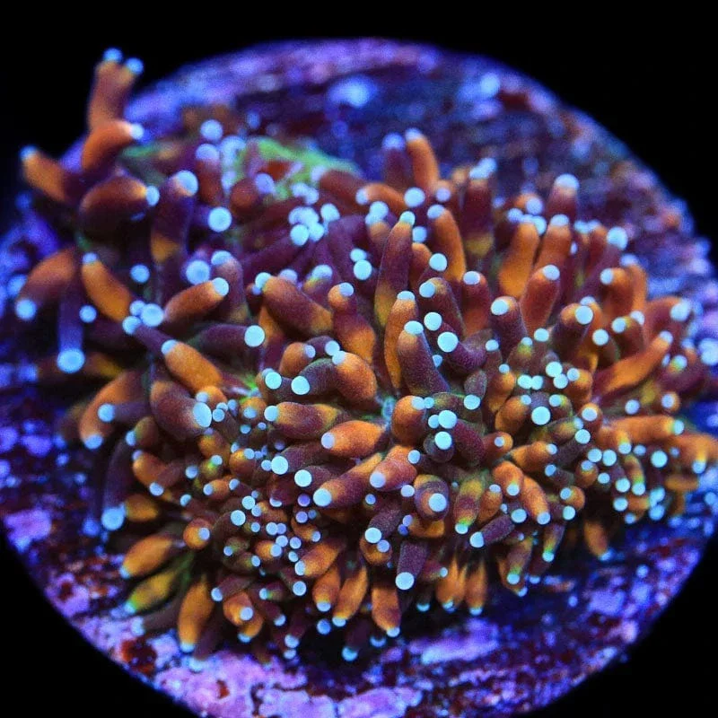 TSA Battlestar Galaxea Coral - Image 3