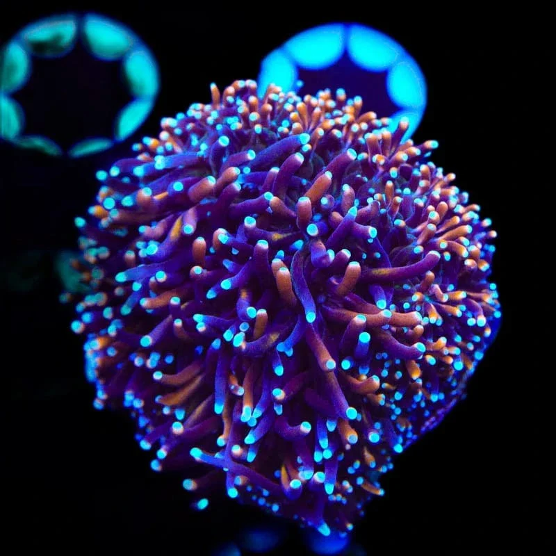 TSA Battlestar Galaxea Coral - Image 4