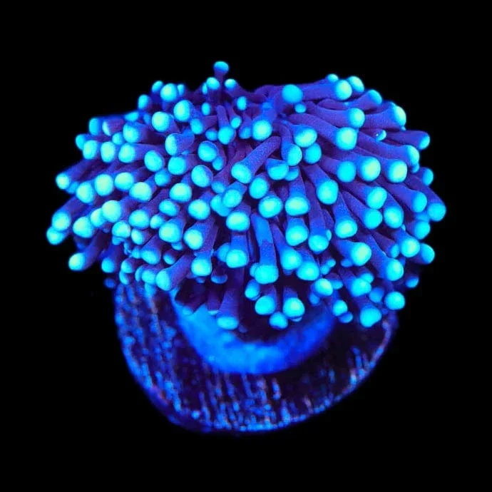 TSA Blue Torch Coral - Image 3