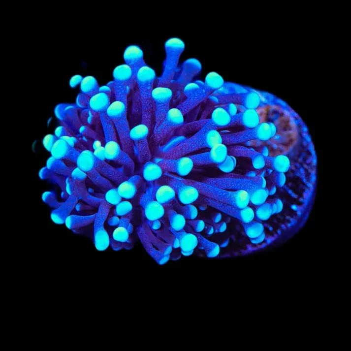 TSA Blue Torch Coral - Image 4