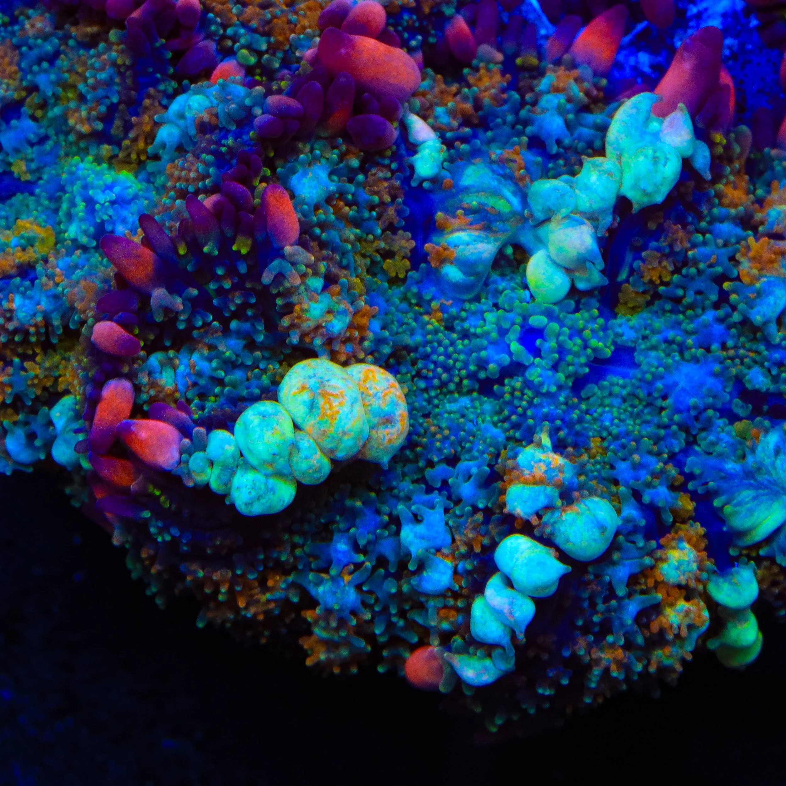 Ultimate Showstoppers β Holiday Gift Guide