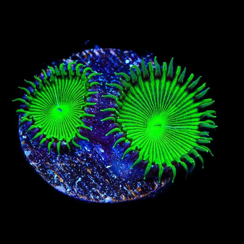 TSA Green Implosion Palythoa Coral - Image 3