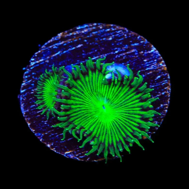 TSA Green Implosion Palythoa Coral - Image 4
