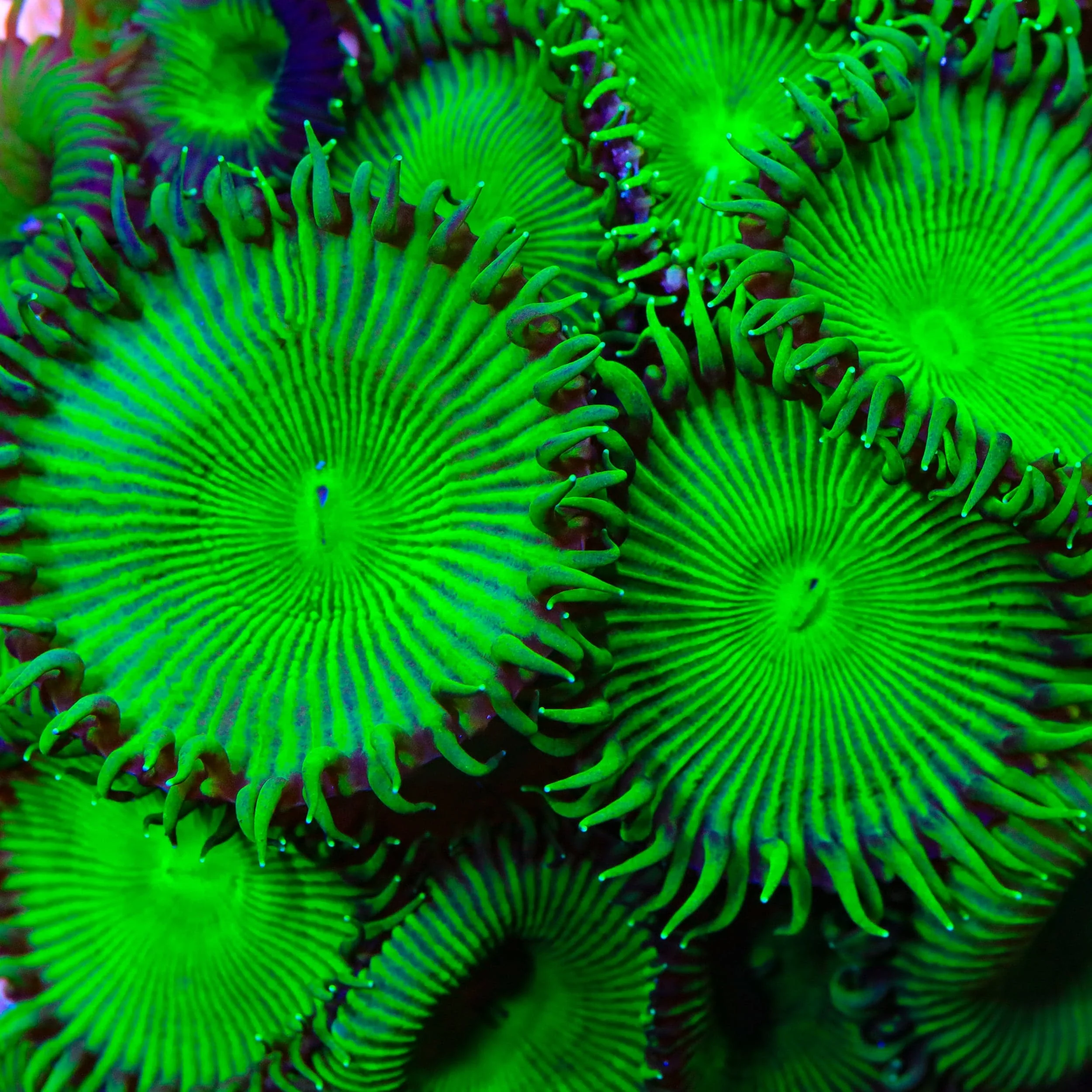 TSA Green Implosion Palythoa Coral - Image 5